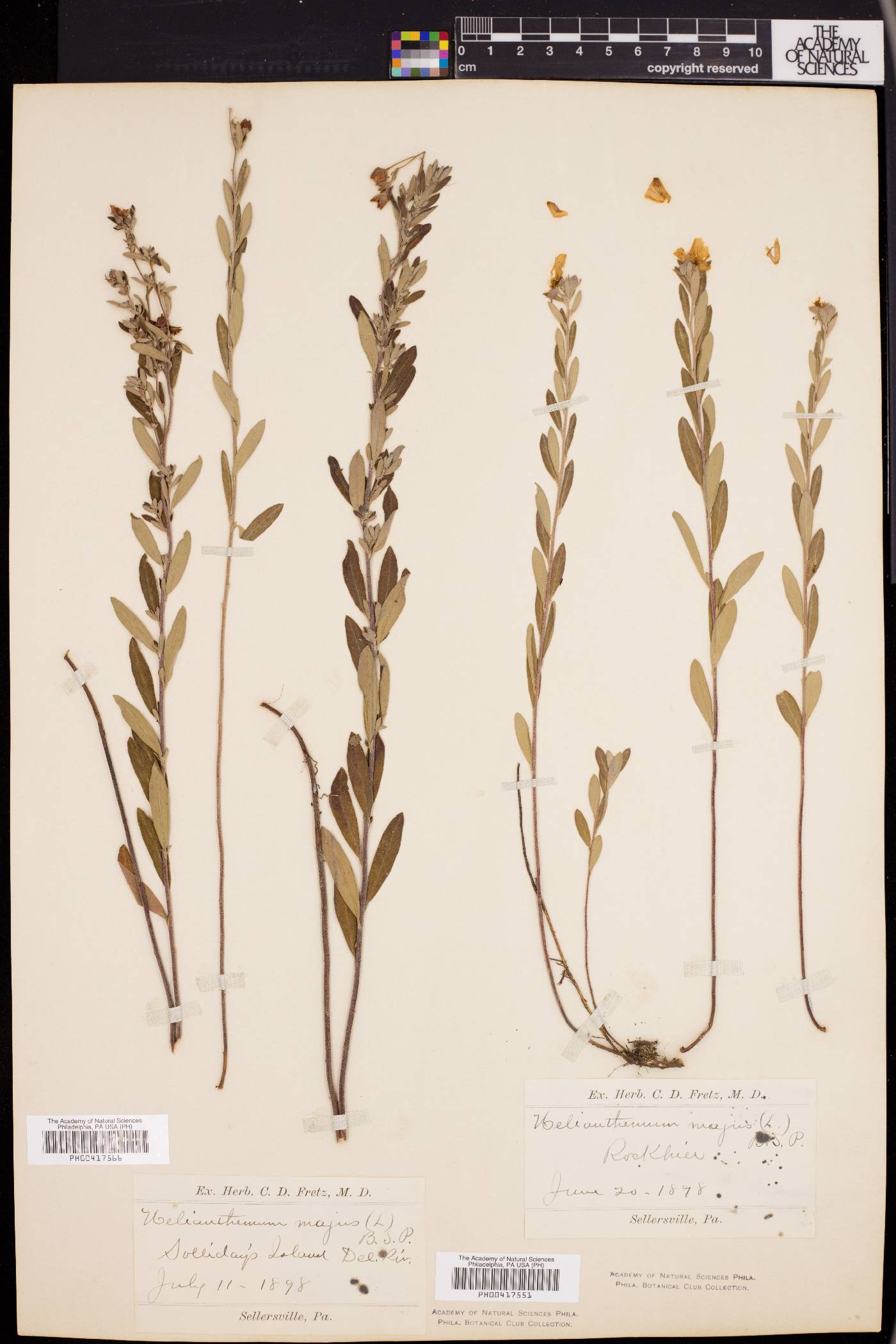 Helianthemum bicknellii image