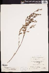 Crocanthemum canadense image