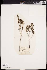 Crocanthemum canadense image