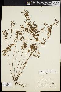 Crocanthemum canadense image