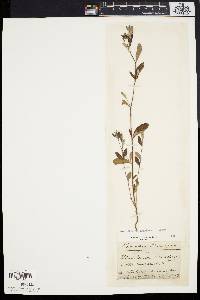 Helianthemum corymbosum image