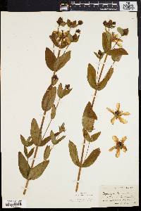 Hypericum ascyron subsp. pyramidatum image