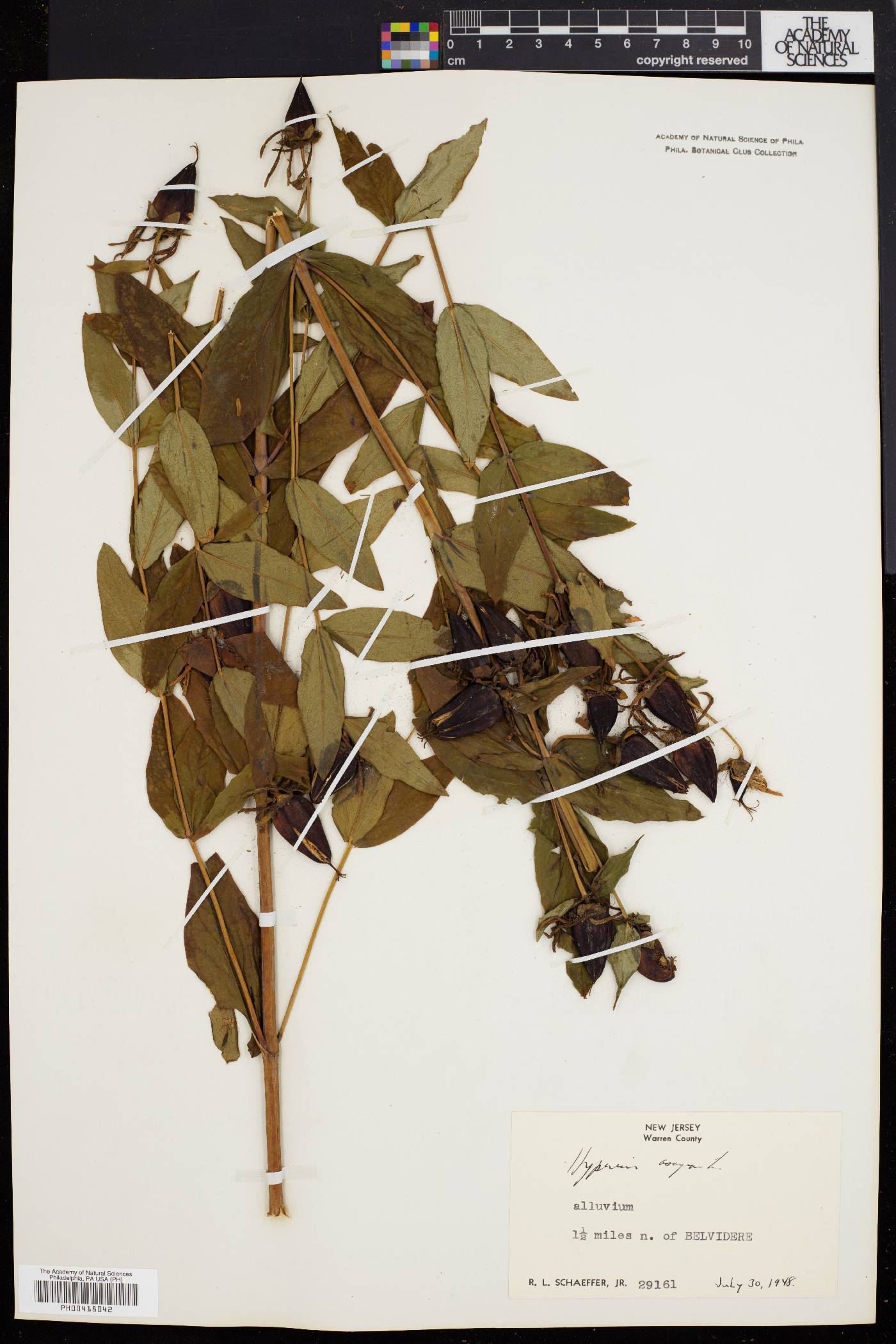 Hypericum ascyron subsp. pyramidatum image