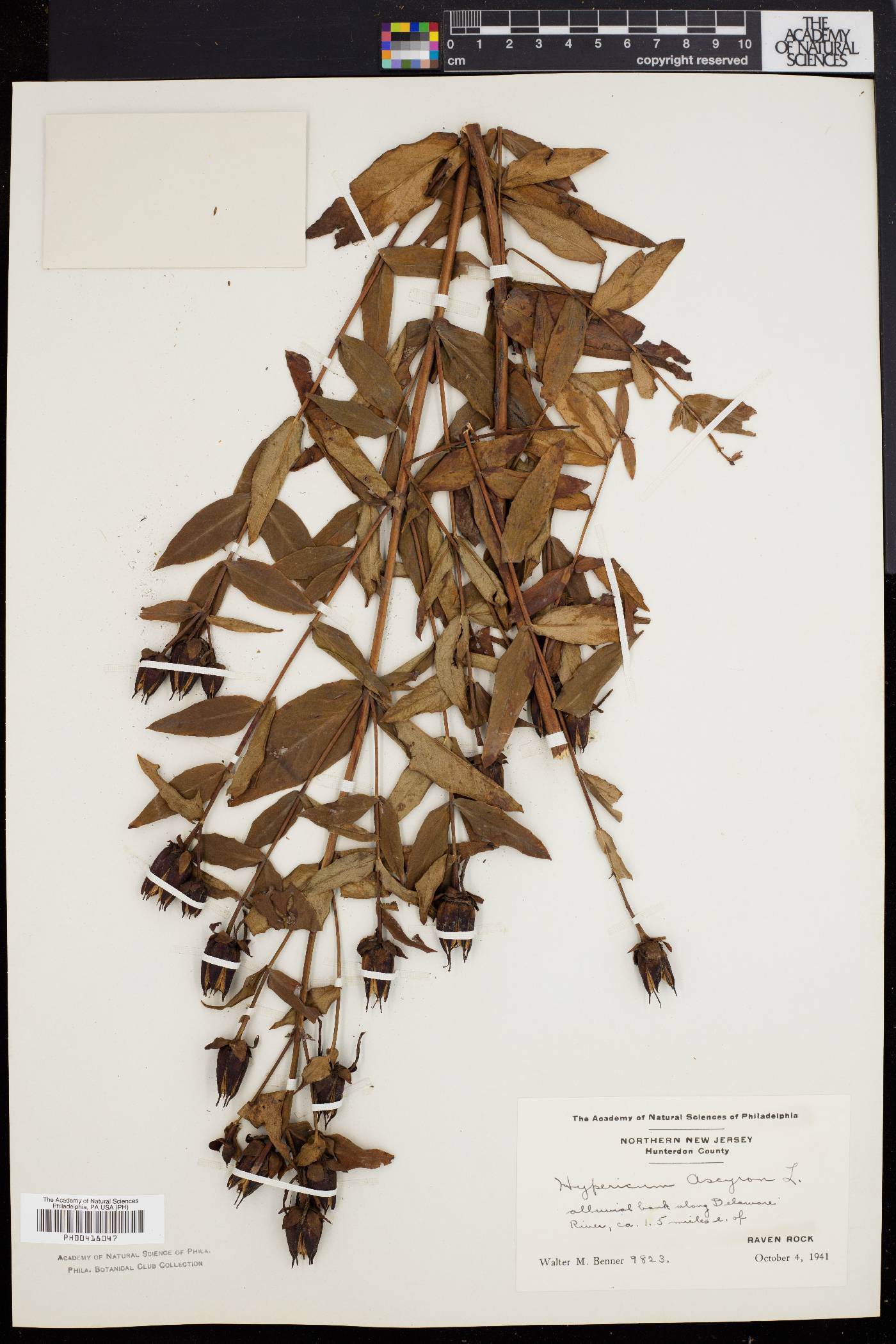 Hypericum ascyron subsp. pyramidatum image