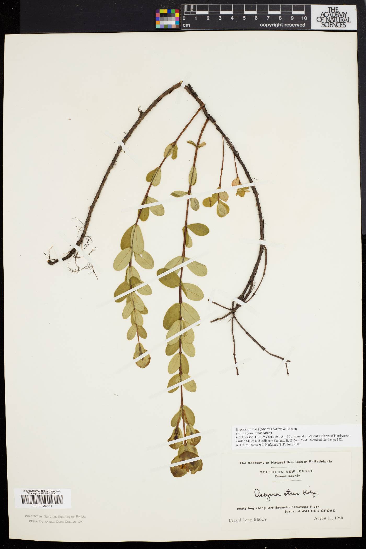 Hypericum stans image