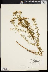 Hypericum perforatum image