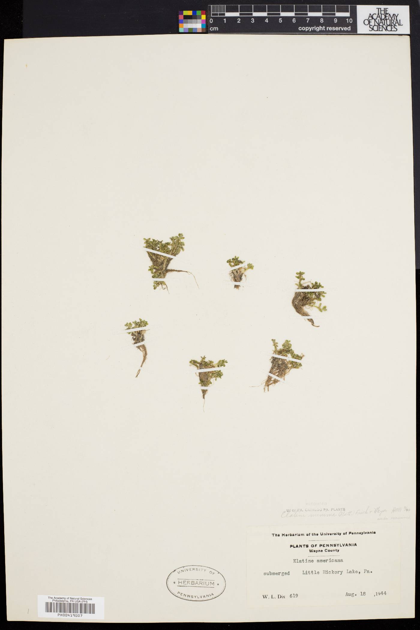 Elatine minima image