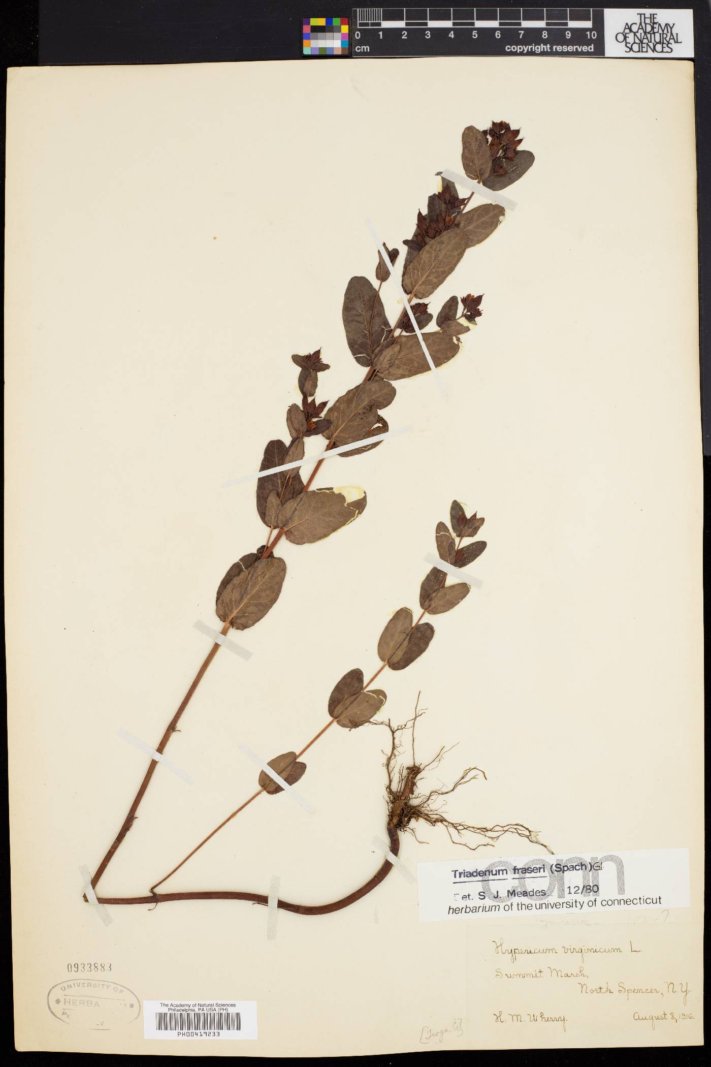 Triadenum tubulosum image