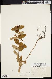 Triadenum virginicum image