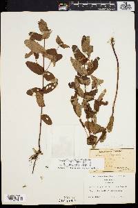 Triadenum virginicum image