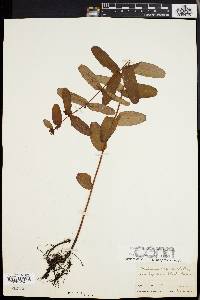 Triadenum virginicum image