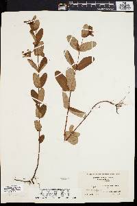 Triadenum virginicum image