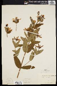 Hypericum ascyron subsp. pyramidatum image