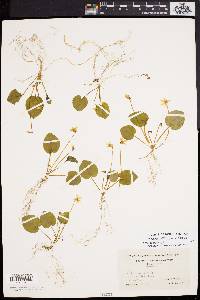 Viola blanda image