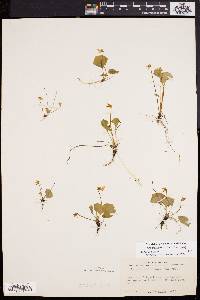 Viola blanda image