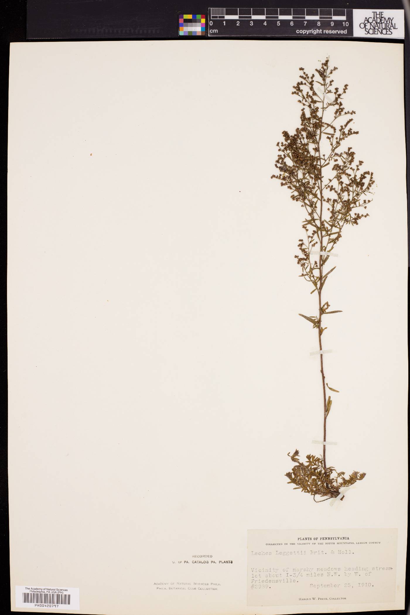 Lechea pulchella var. pulchella image