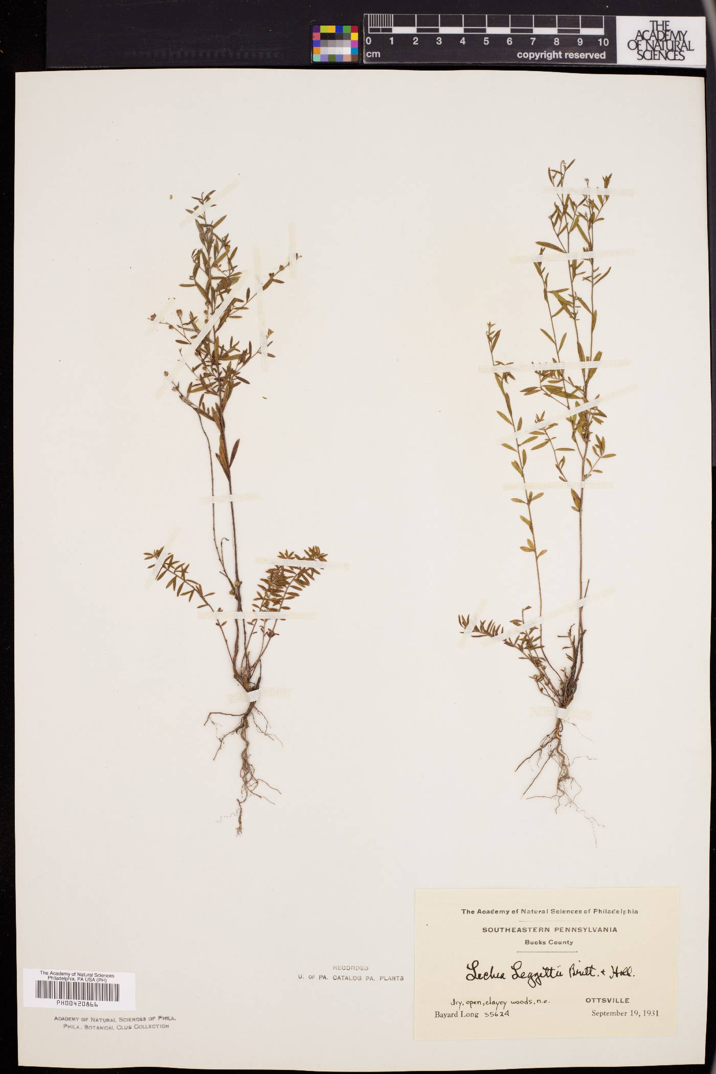 Lechea pulchella var. pulchella image