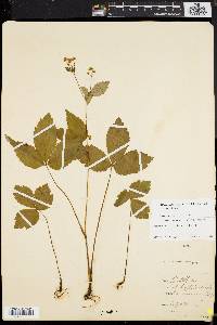 Sanicula trifoliata image