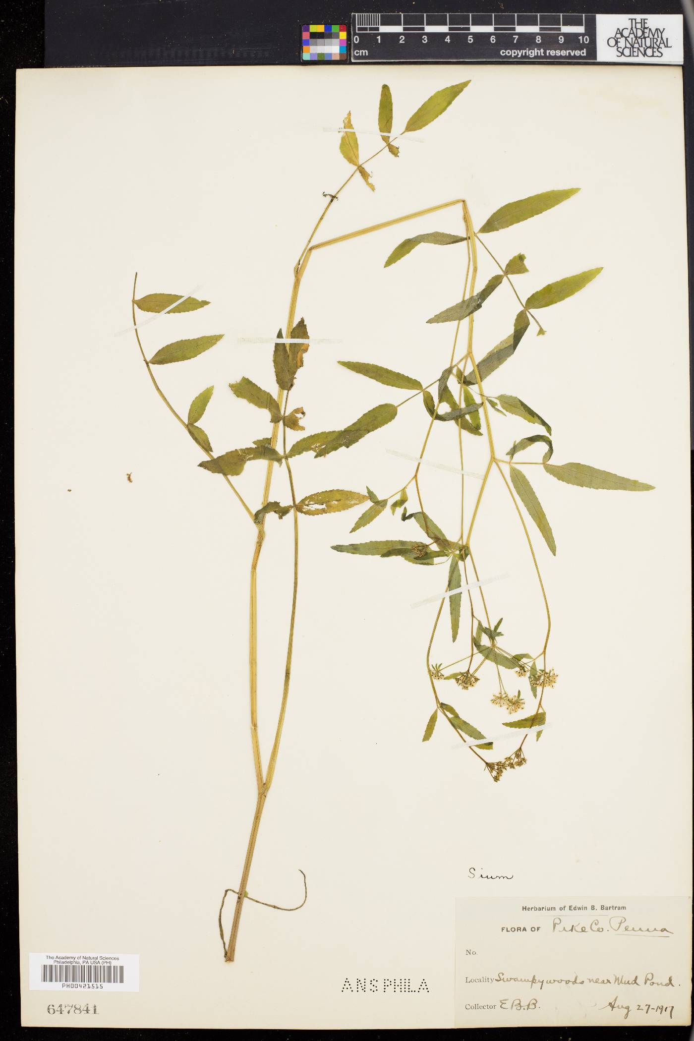 Sium carsonii image