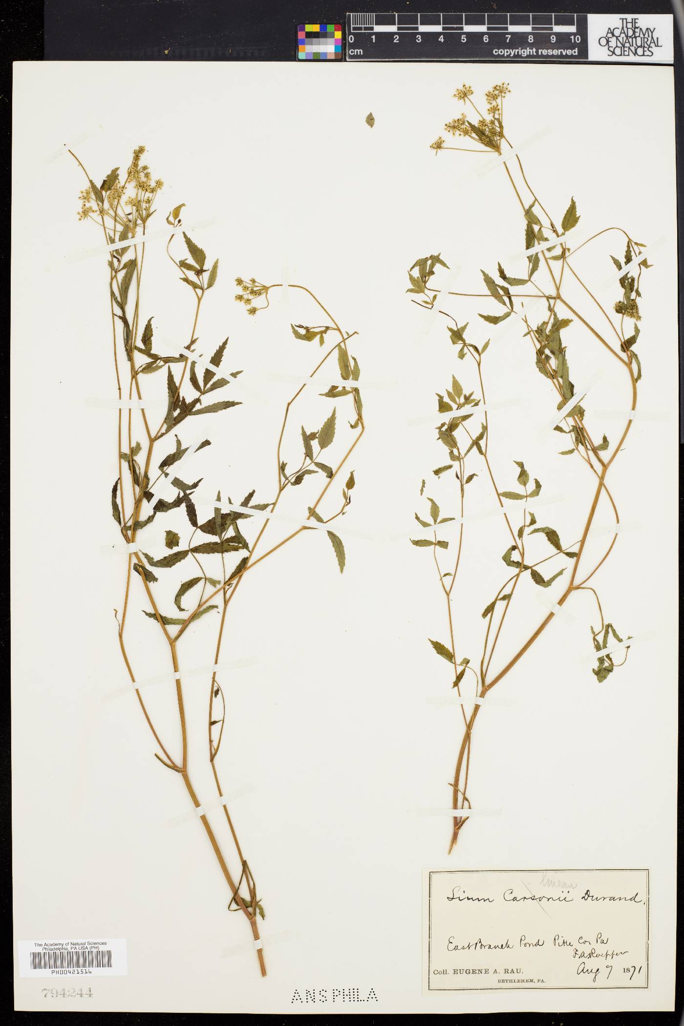 Sium carsonii image
