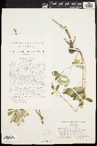 Pseudotaenidia montana image