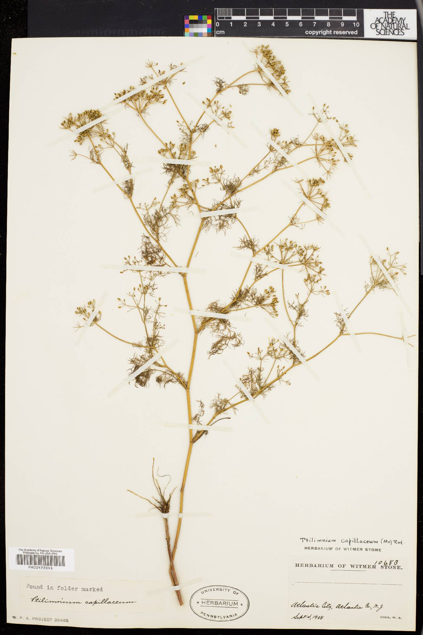 Ptilimnium capillaceum image