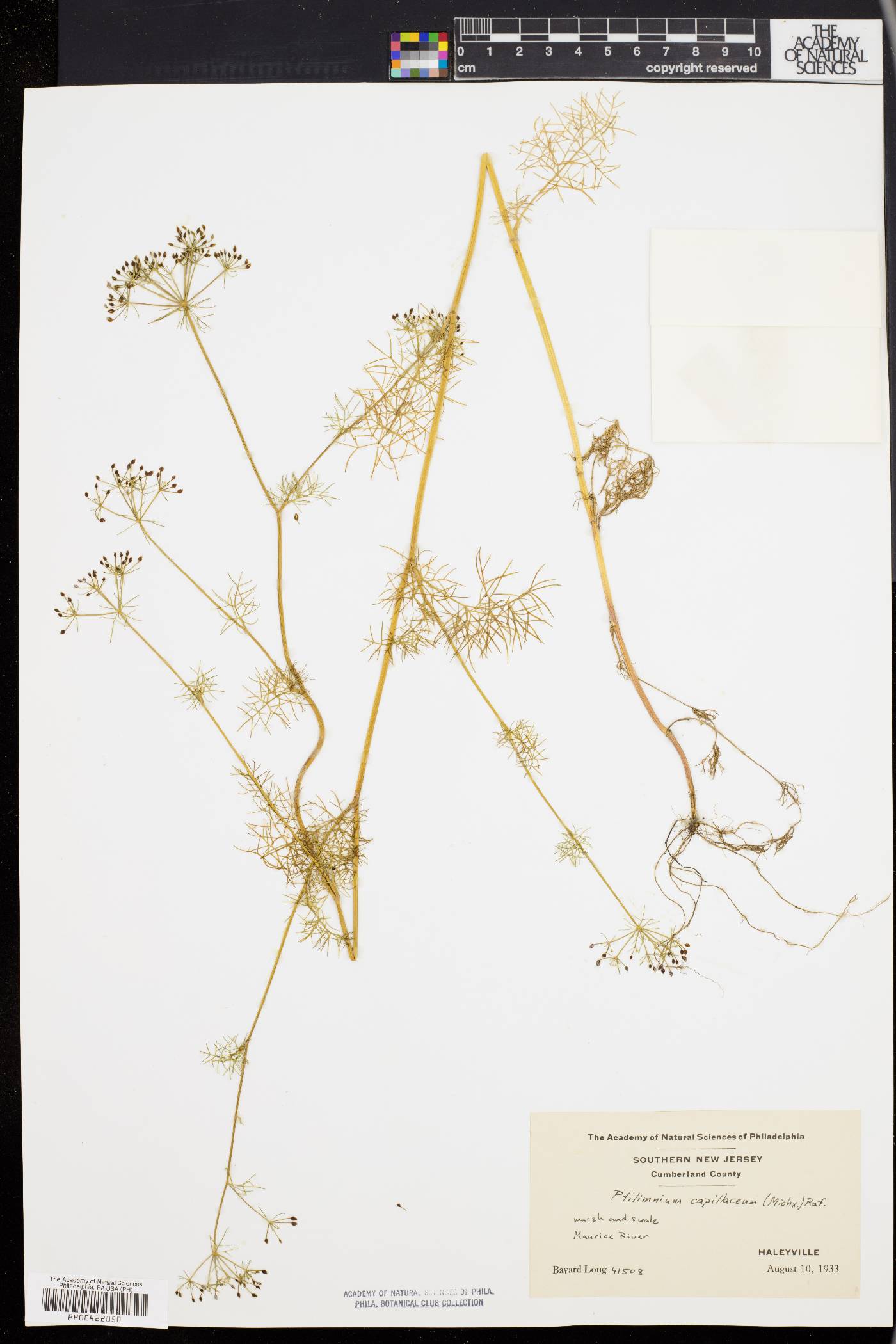 Ptilimnium capillaceum image