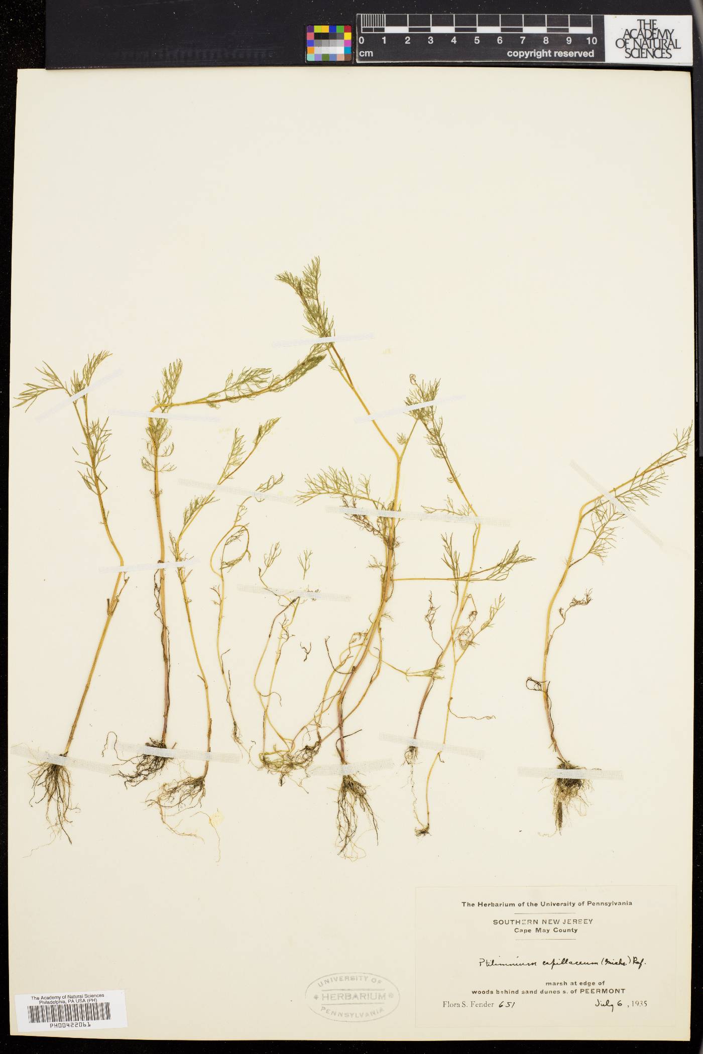 Ptilimnium capillaceum image