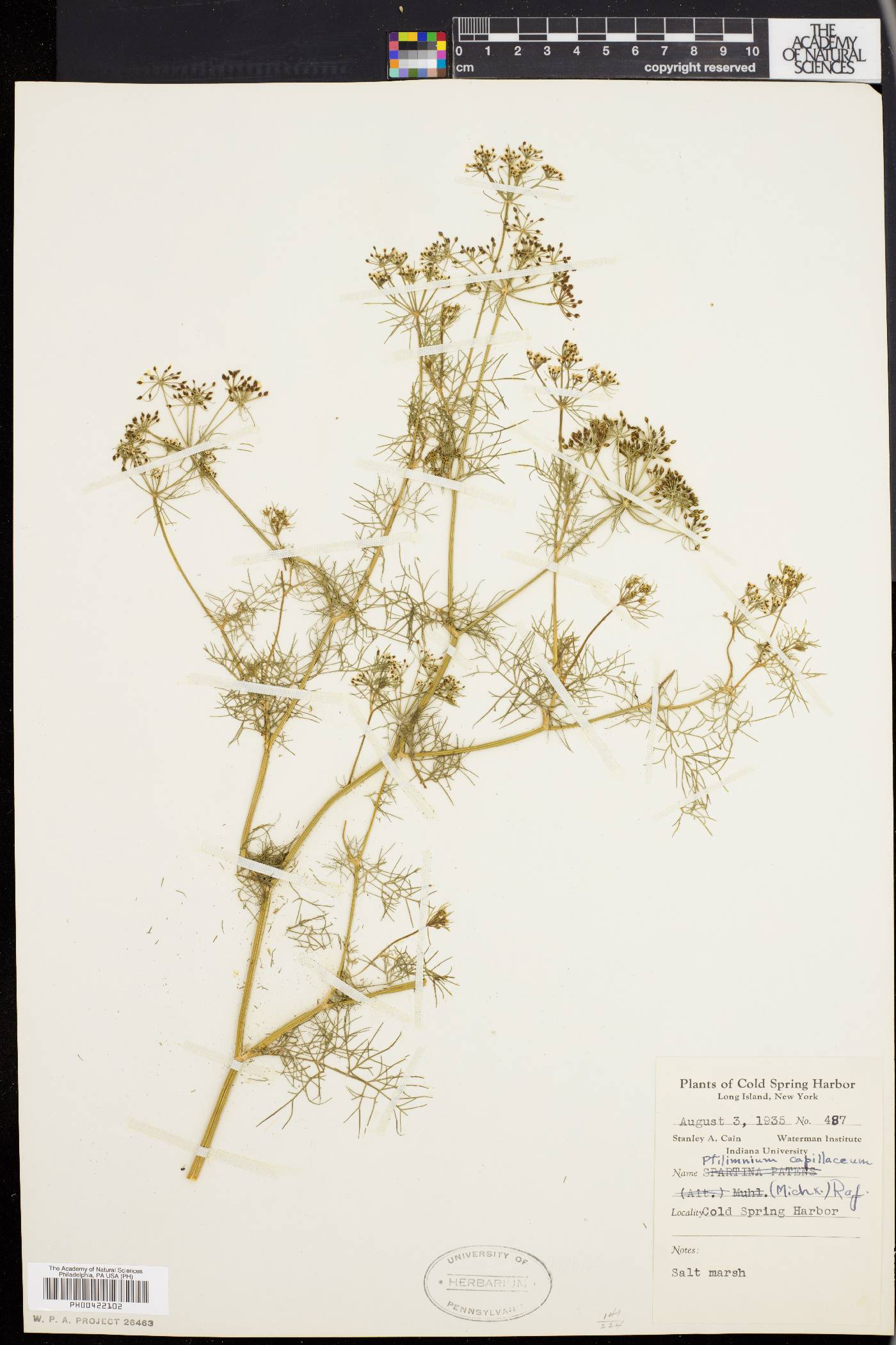 Ptilimnium capillaceum image