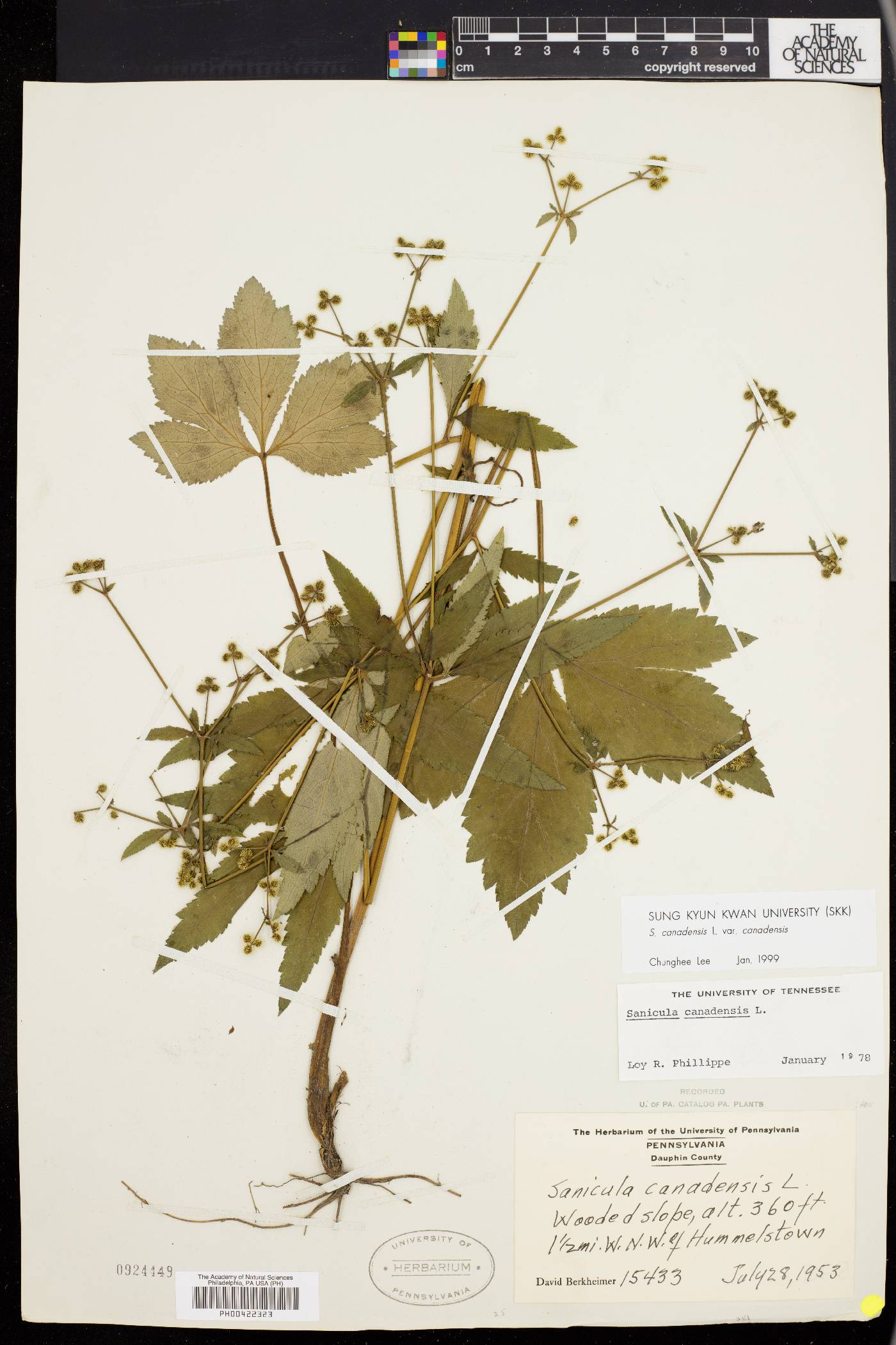 Sanicula canadensis var. canadensis image