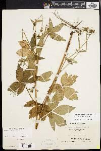 Sanicula canadensis var. canadensis image