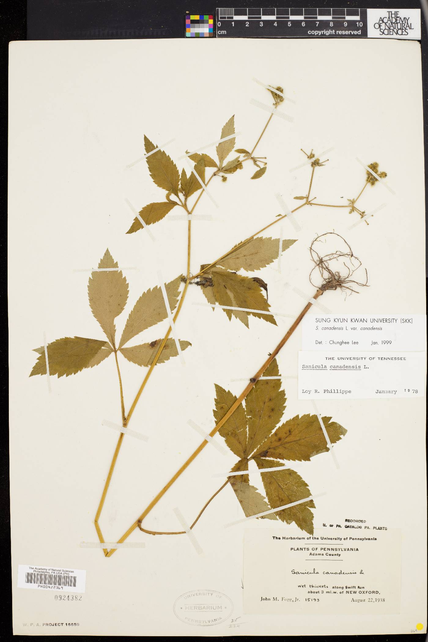 Sanicula canadensis var. canadensis image