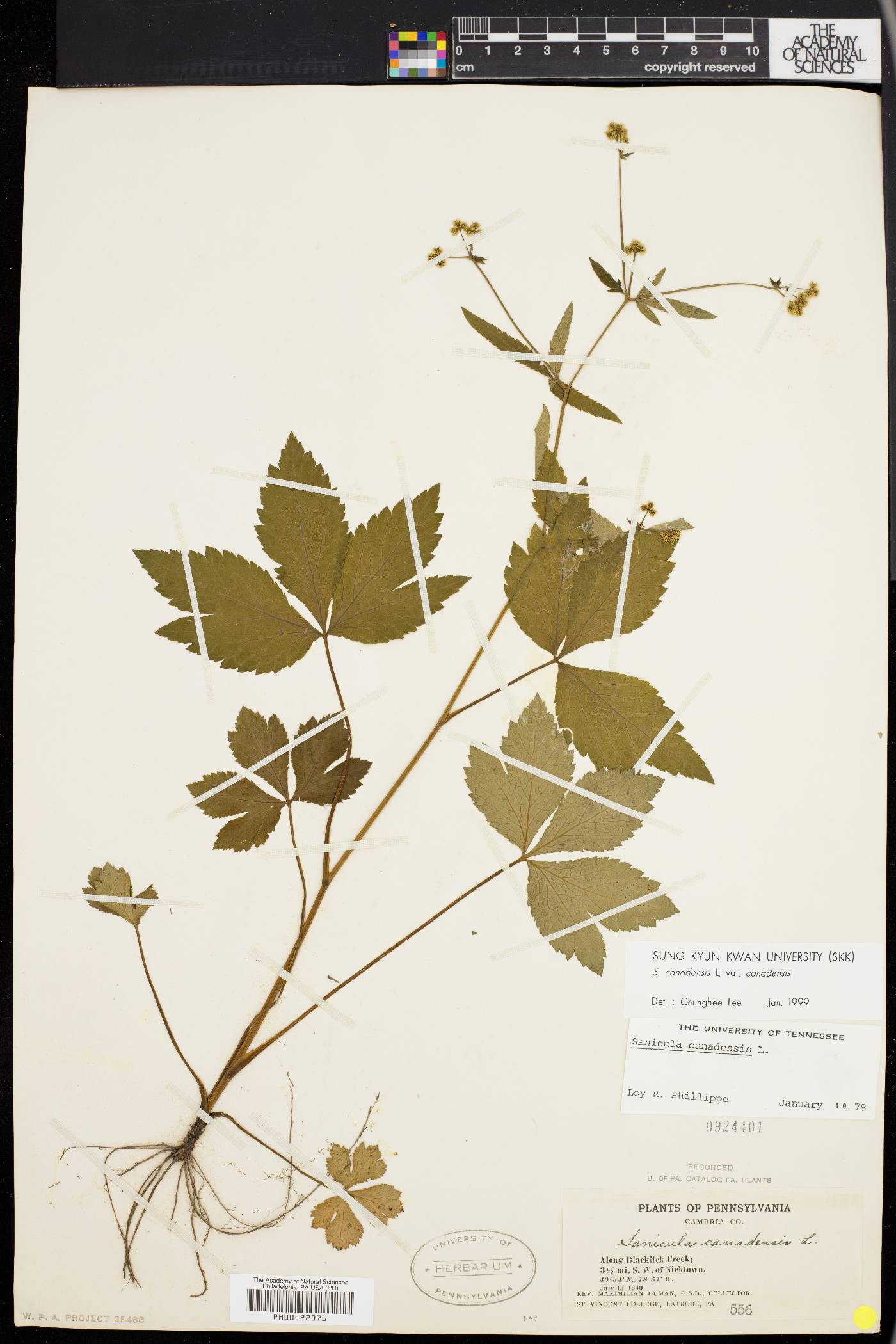 Sanicula canadensis var. canadensis image