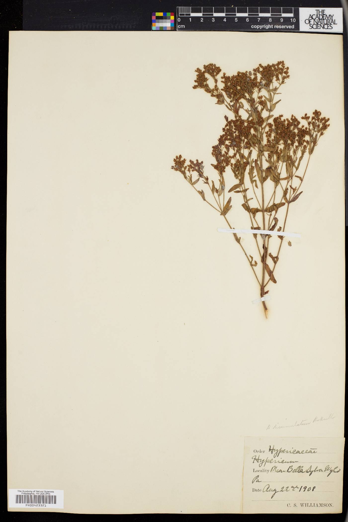 Hypericum dissimulatum image