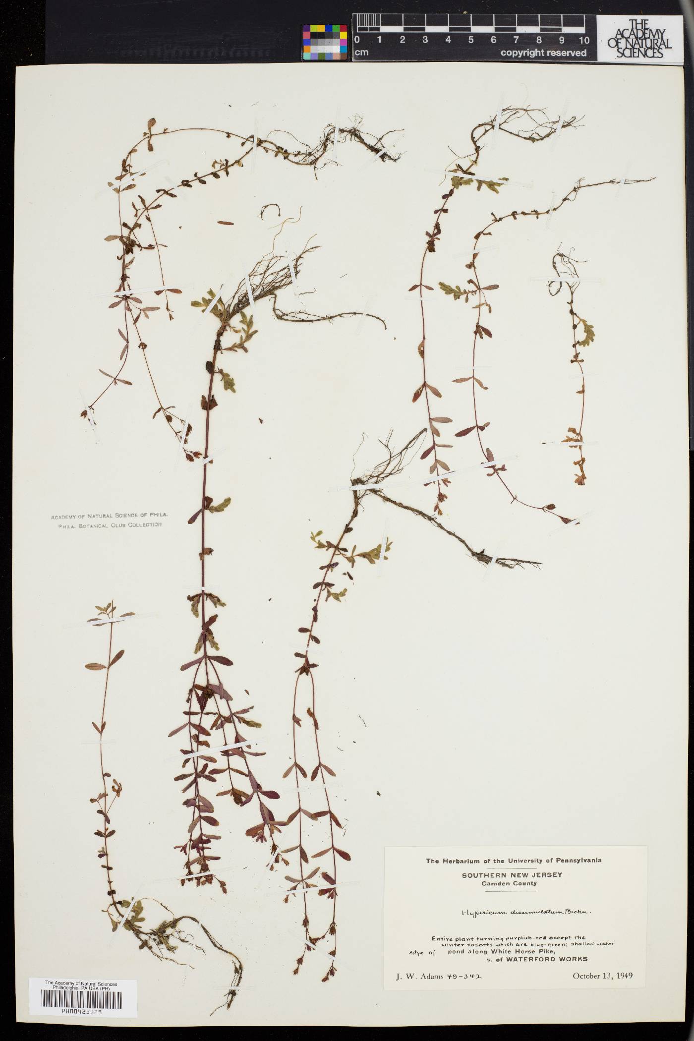 Hypericum dissimulatum image
