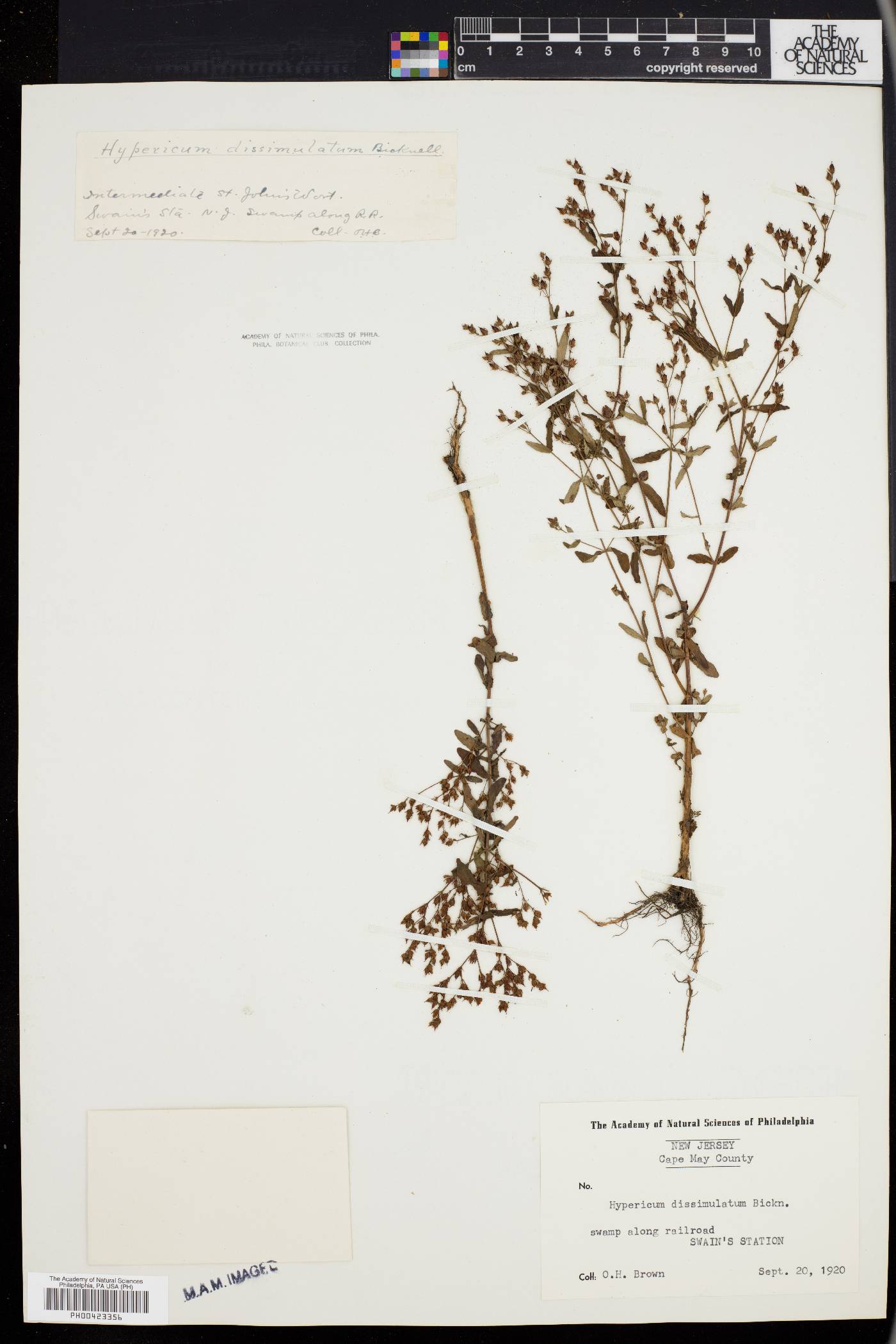 Hypericum dissimulatum image