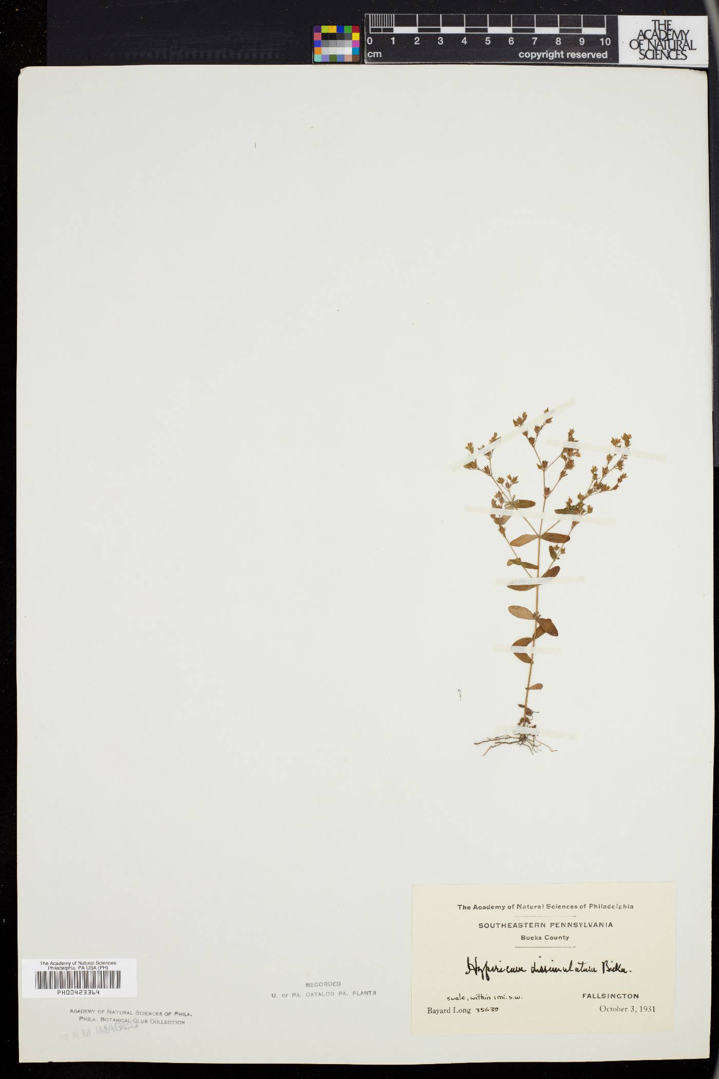 Hypericum dissimulatum image