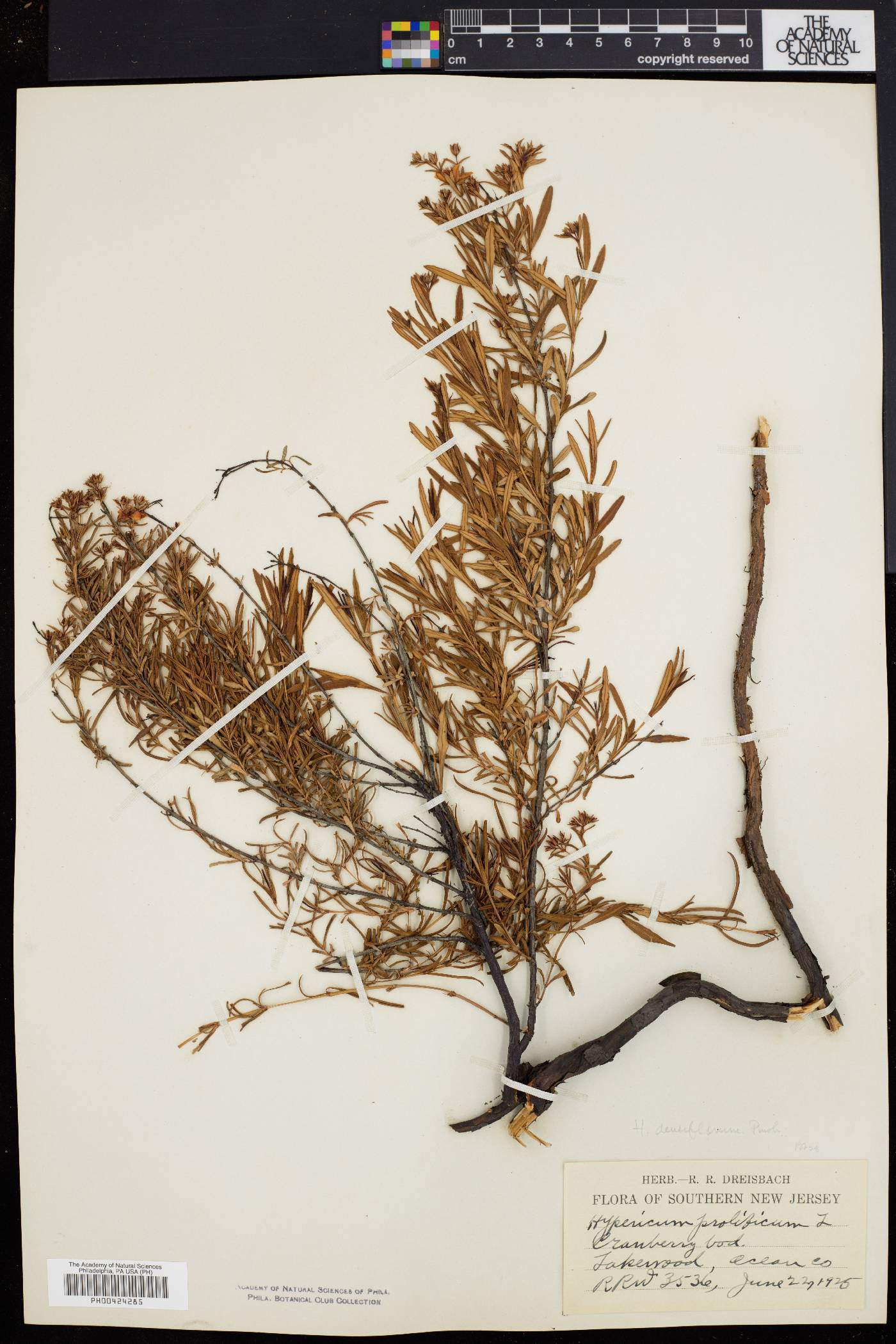 Hypericum densiflorum image