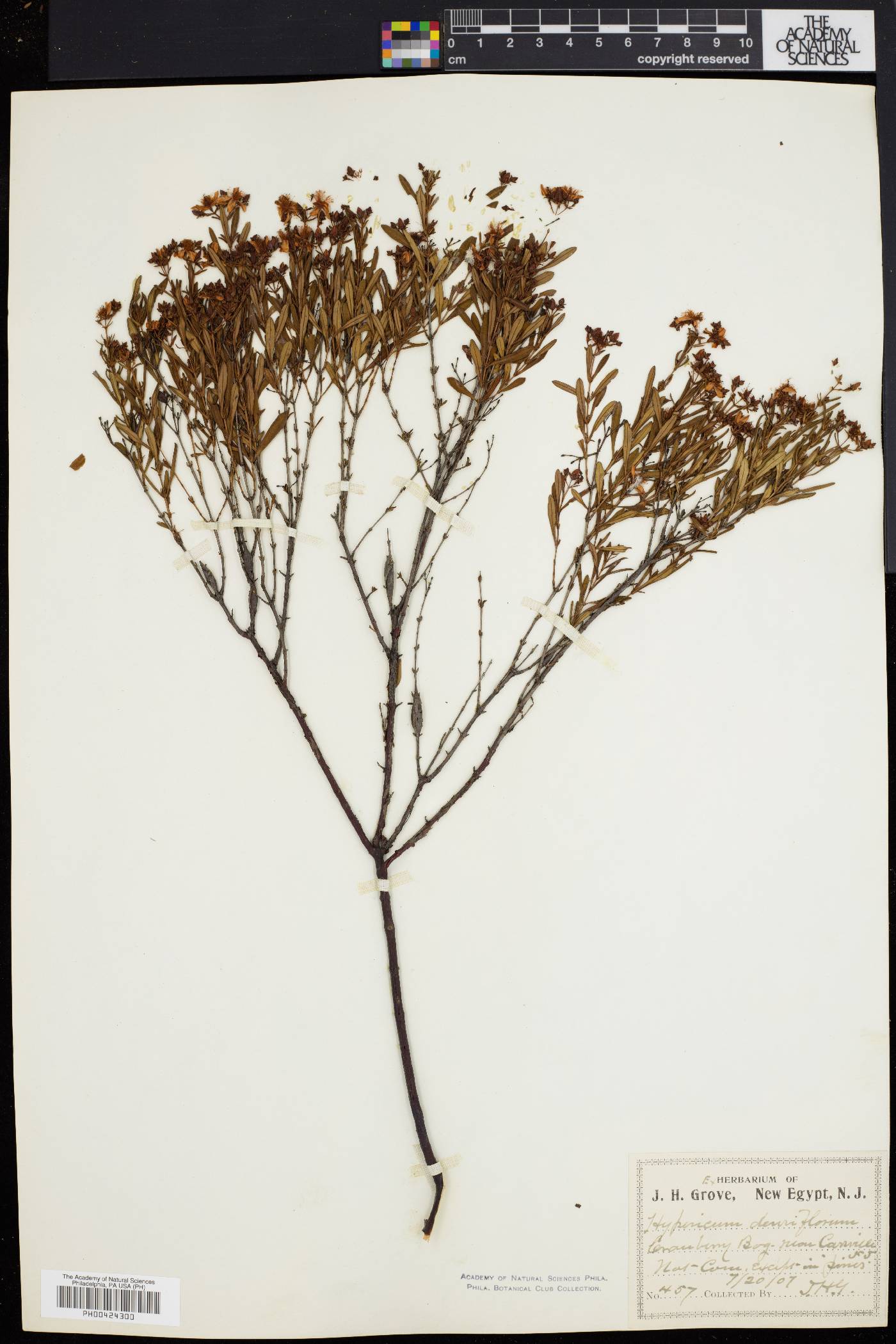 Hypericum densiflorum image