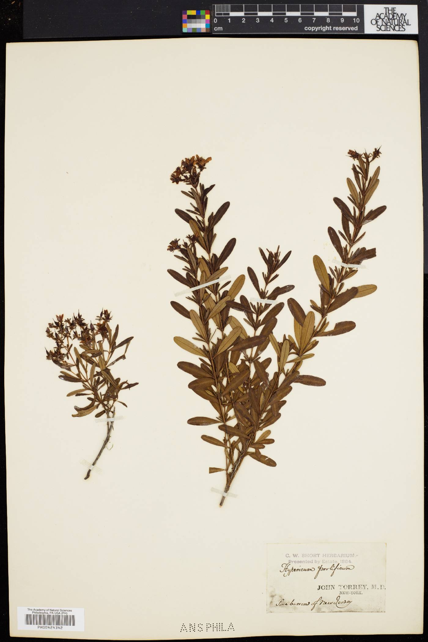 Hypericum densiflorum image