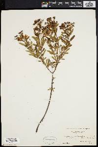 Hypericum densiflorum image