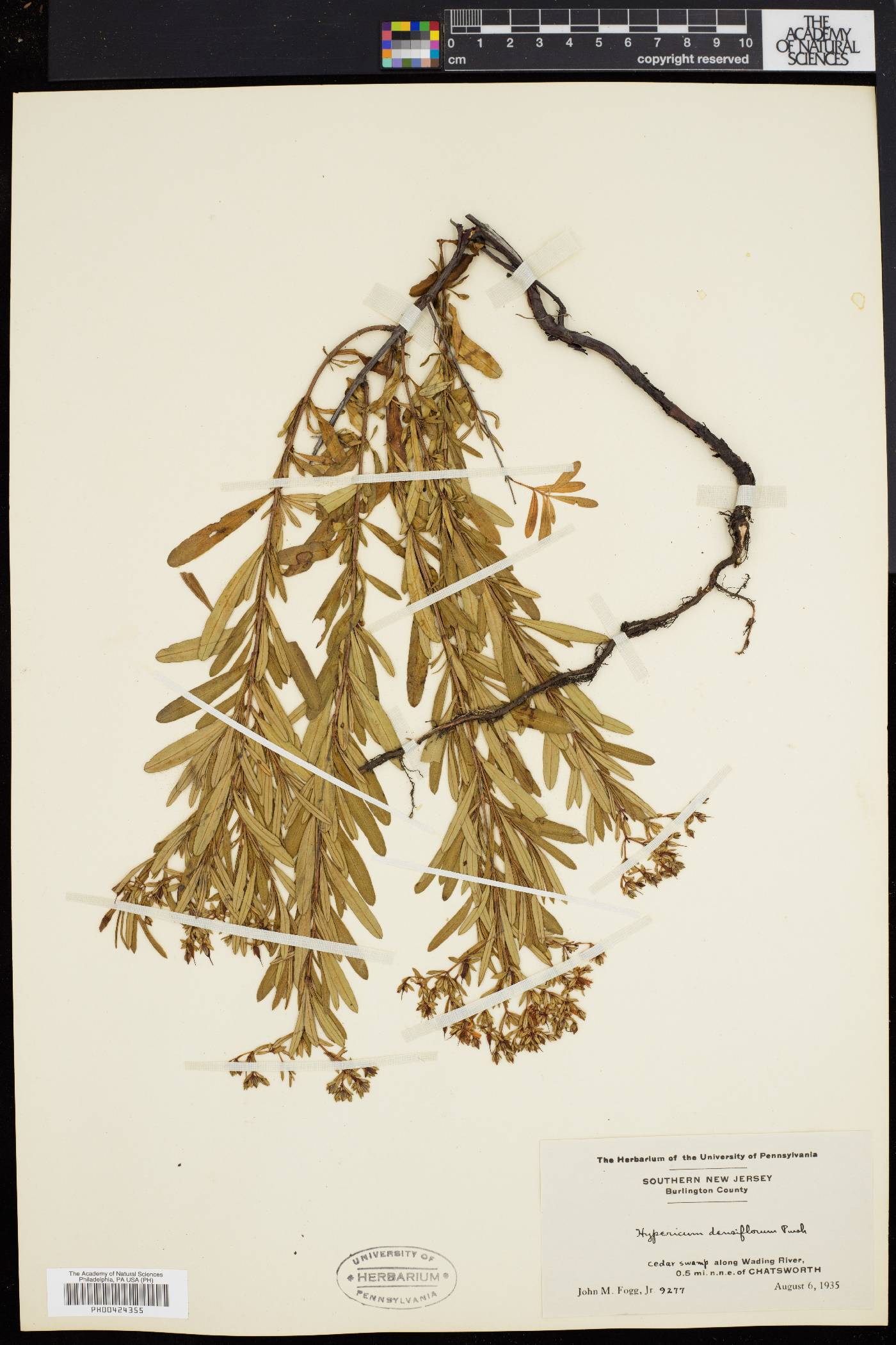 Hypericum densiflorum image