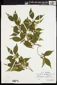 Image of Stewartia monadelpha