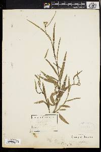 Image of Sida linifolia