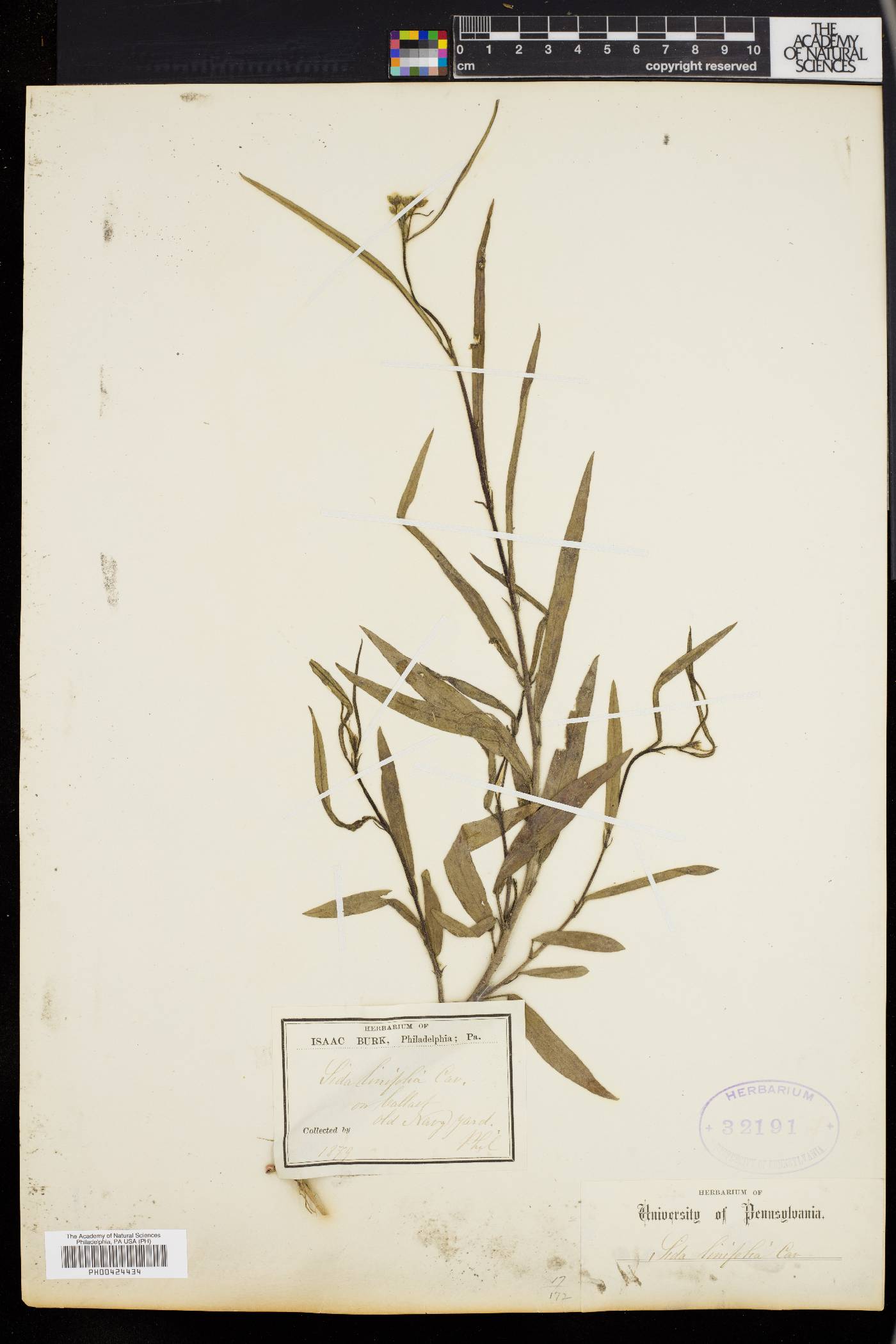 Sida linifolia image