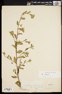 Sida rhombifolia image