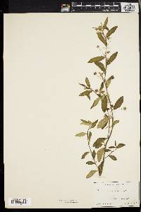 Image of Sida carpinifolia
