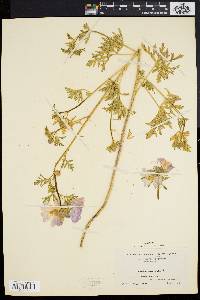 Malva moschata image