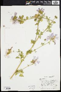 Malva moschata image