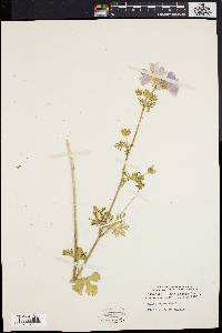 Malva moschata image